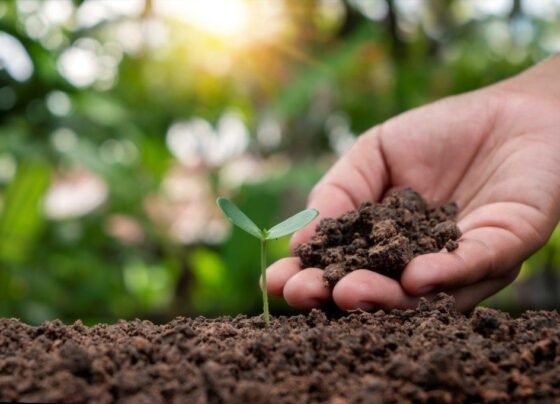 Kheti me bamper pedawaar ka asli raaz