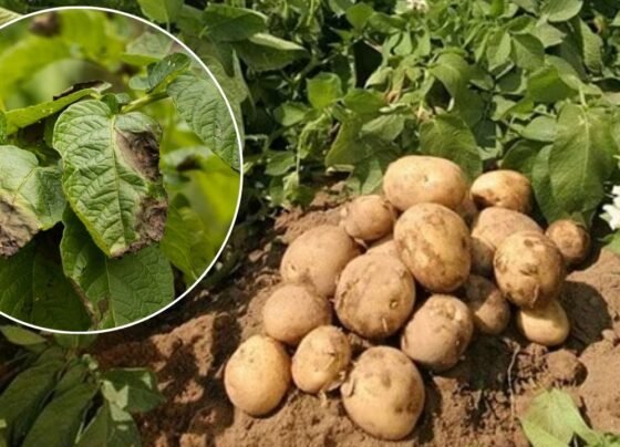 Let bleait bimari ka bada khatra