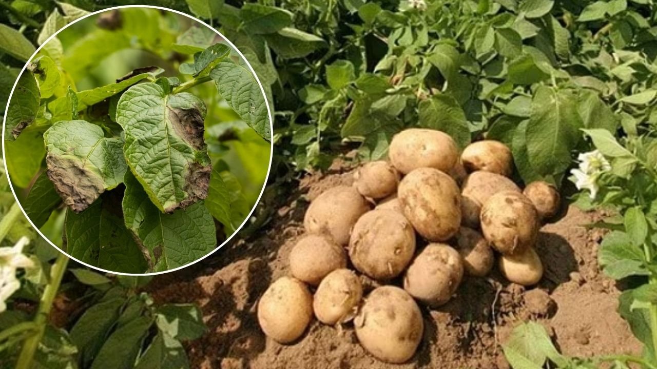 आलू किसानों के लिए अलर्ट जारी, लेट ब्लाइट बीमारी का बढ़ा खतरा.. इन दवाओं का करें छिड़काव Let bleait bimari ka bada khatra