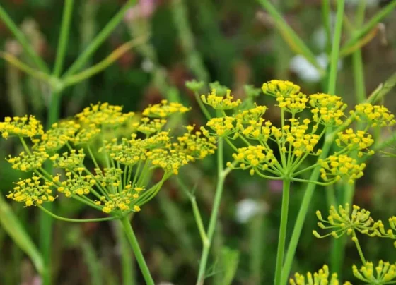 Masale ki duniya ka hira hai souaf