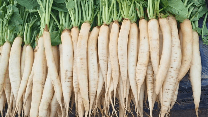 मूली की खेती कैसे करें: कम समय में ज्यादा पैदावार देने वाली सब्जी की पूरी जानकारी Muli ki kheti kese kare