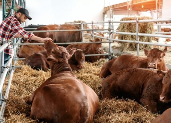 Shit lahar me pashuo ki shehat kese rakhe surakshit