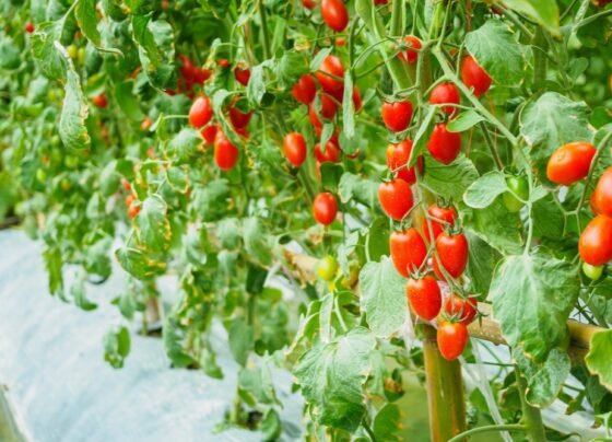 Tamatar ki kheti kese kare