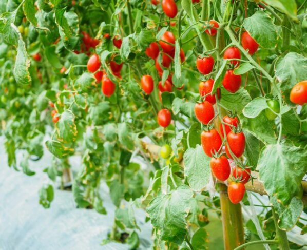 Tamatar ki kheti kese kare