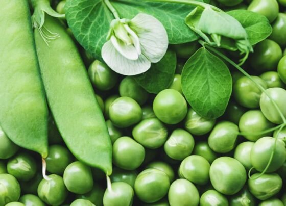 Thand or paale ka bhi nhi hoga matar par asar