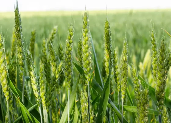 Gehu ki med pr hara dhaniya lgana kyo aavshyak hai