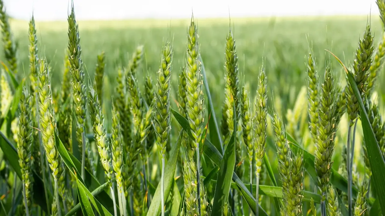 गेहूं की मेड़ पर हरा धनिया क्यों लगाना आवश्यक है? जानिए किसानों के लिए इसके बड़े फायदे Gehu ki med pr hara dhaniya lgana kyo aavshyak  hai