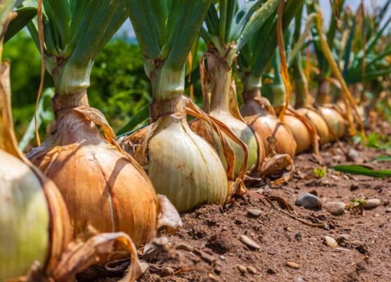 pyaaz ki kheti kese kare