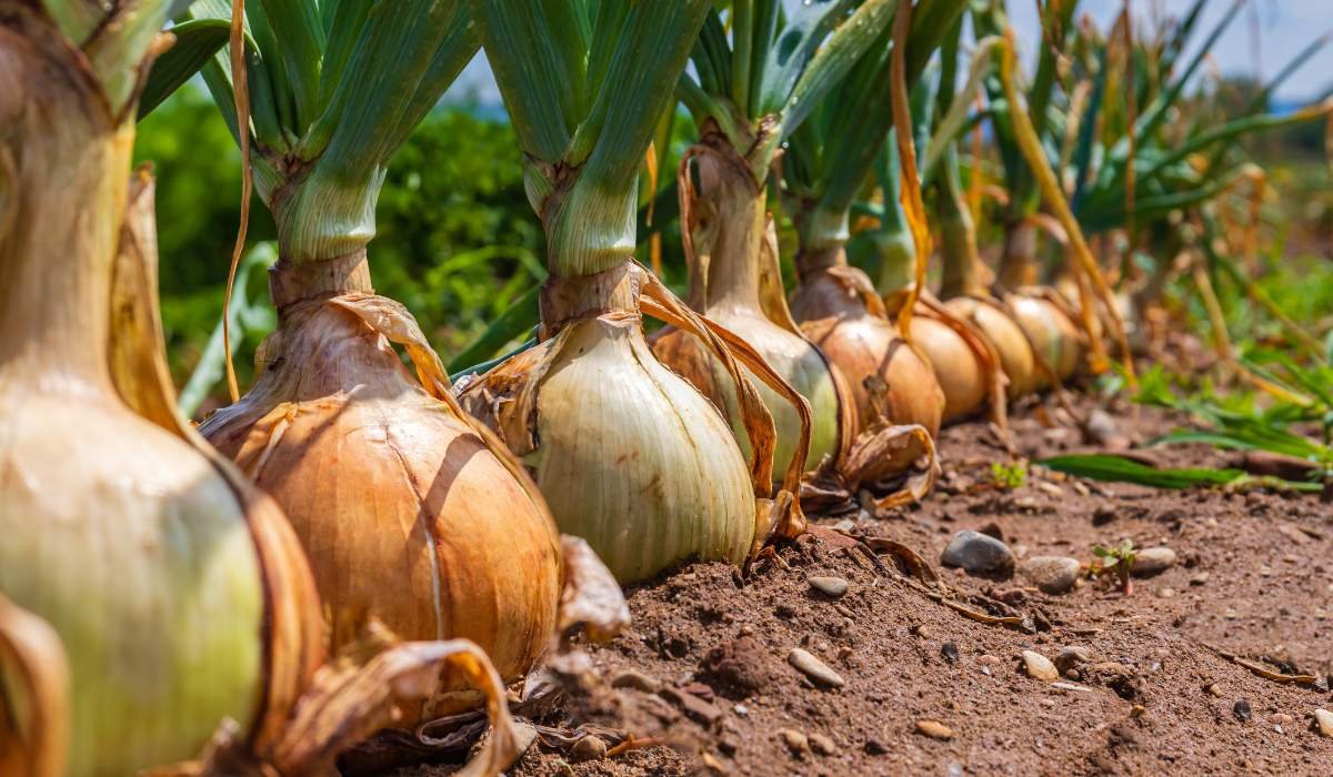 प्याज की खेती में अपनाएं नया तरीका, कम खर्च में बनेगी मोटी गांठ और दोगुनी होगी पैदावार Pyaaz ki kheti kese kare