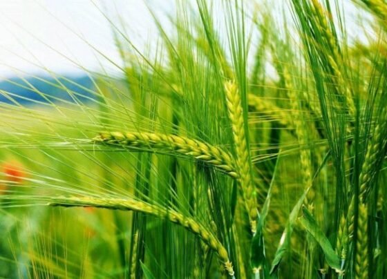 Gehu ki fasal me banenge ache Calle or baliya