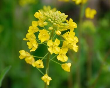 रबी सीजन में सरसों की मजबूत शुरुआत