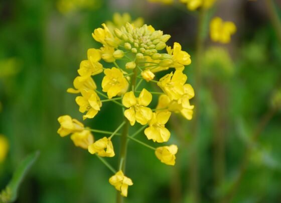 रबी सीजन में सरसों की मजबूत शुरुआत
