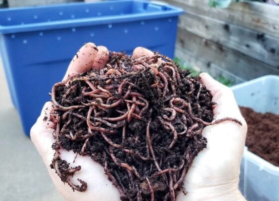 Vermicompost kya hai