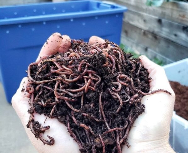 Vermicompost kya hai