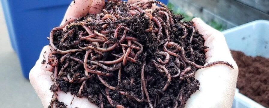Vermicompost kya hai