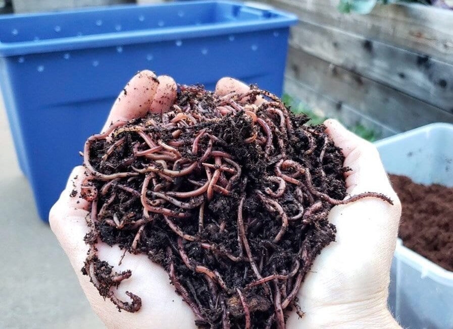 वर्मीकम्पोस्ट क्या है और इसकी जरूरत क्यों है?Vermicompost kya hai?