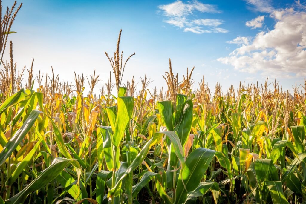 खरीफ 2026 की तैयारी शुरू