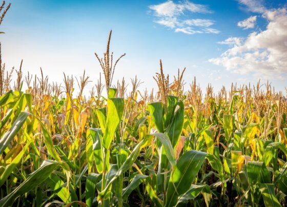 खरीफ 2026 की तैयारी शुरू