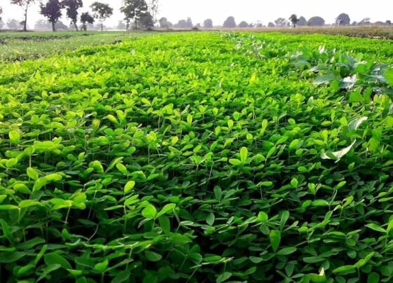 सर्दियों में पशुपालकों के लिए बरसीम बना वरदान