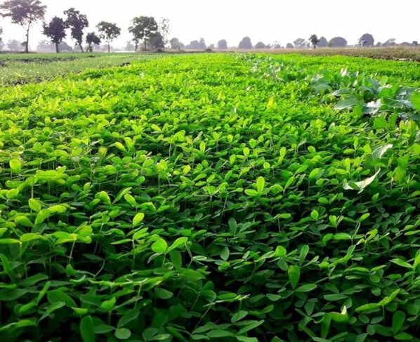सर्दियों में पशुपालकों के लिए बरसीम बना वरदान