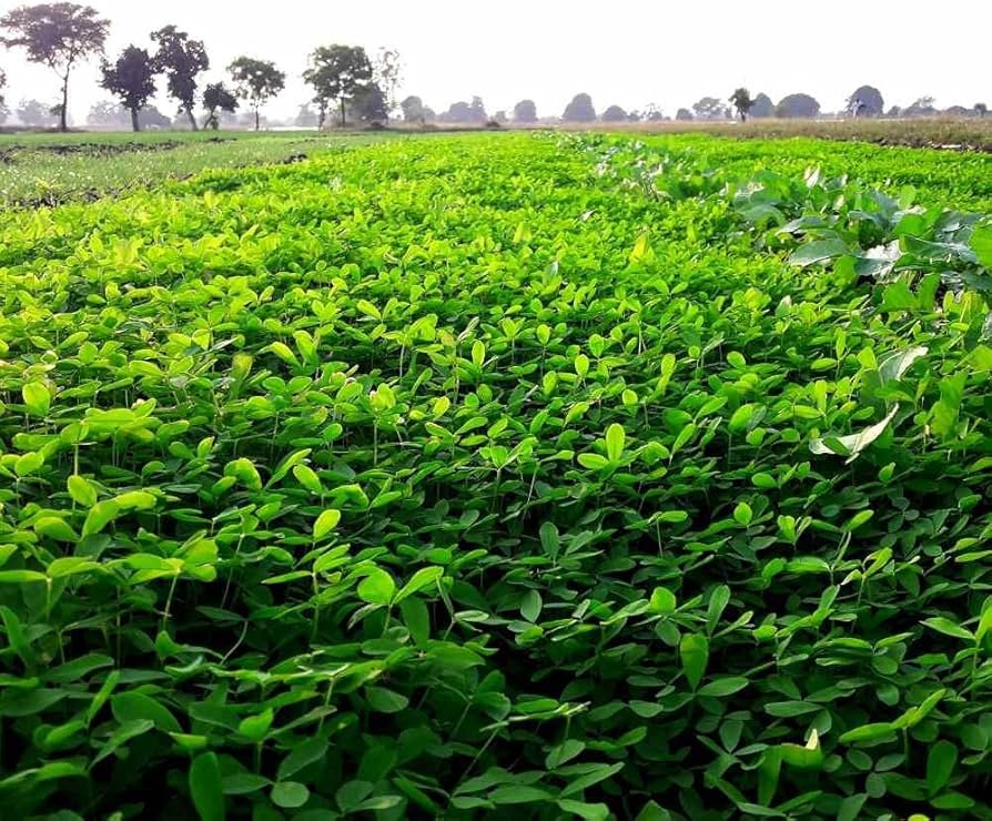 सर्दियों में पशुपालकों के लिए बरसीम बना वरदान : दूध बढ़ाए और सेहत सुधारे
