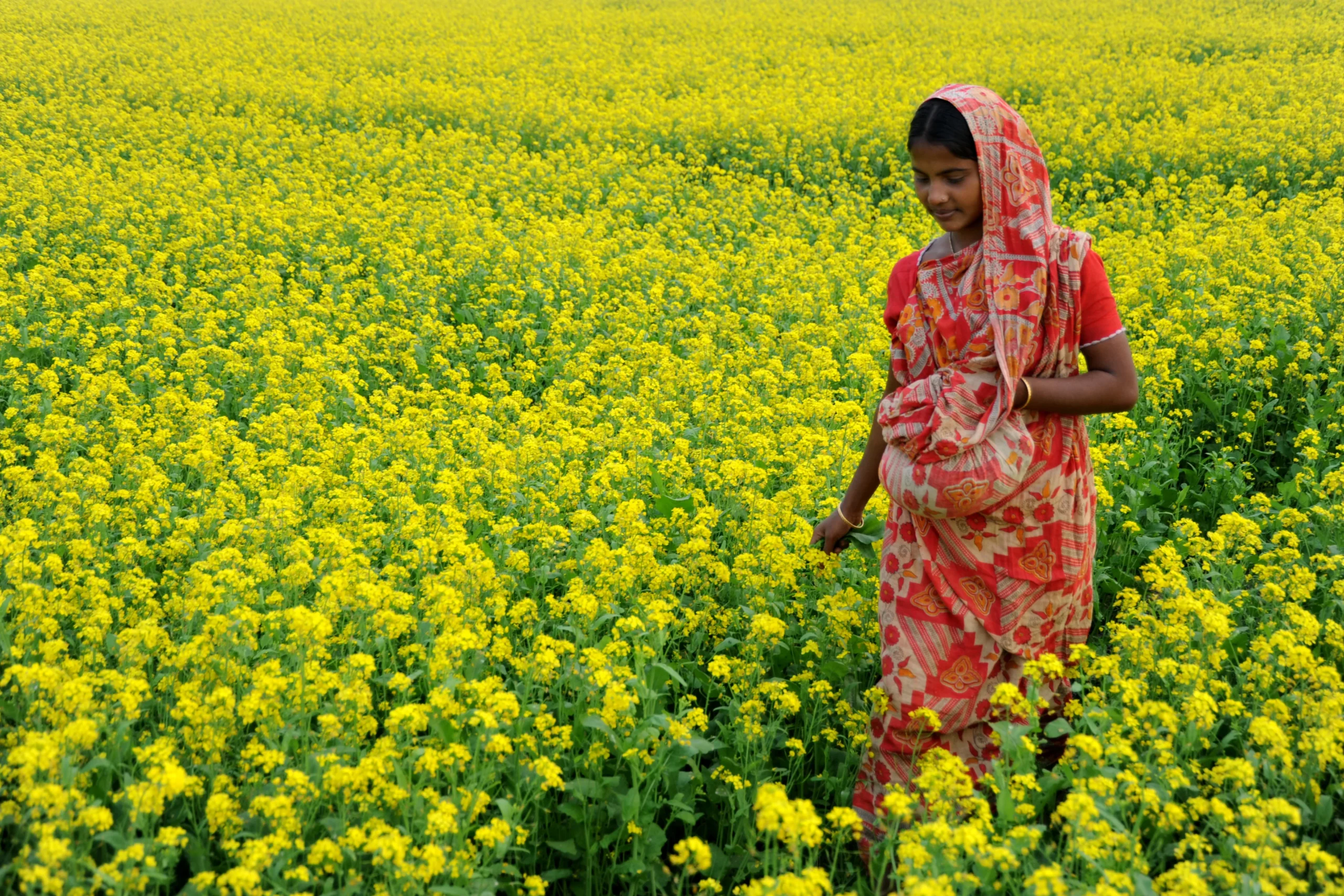 जीन एडिटेड सरसों को मिलने वाली है मंजूरी, अब पहले से बेहतर होगी पैदावार.. रोग प्रतिरोधक क्षमता भी अधिक Zin aditade sarso ko milne wali hai manjuri