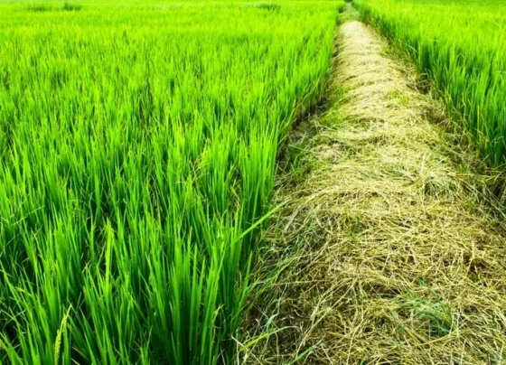 2025-26 me in fasalo ka bada rakhba