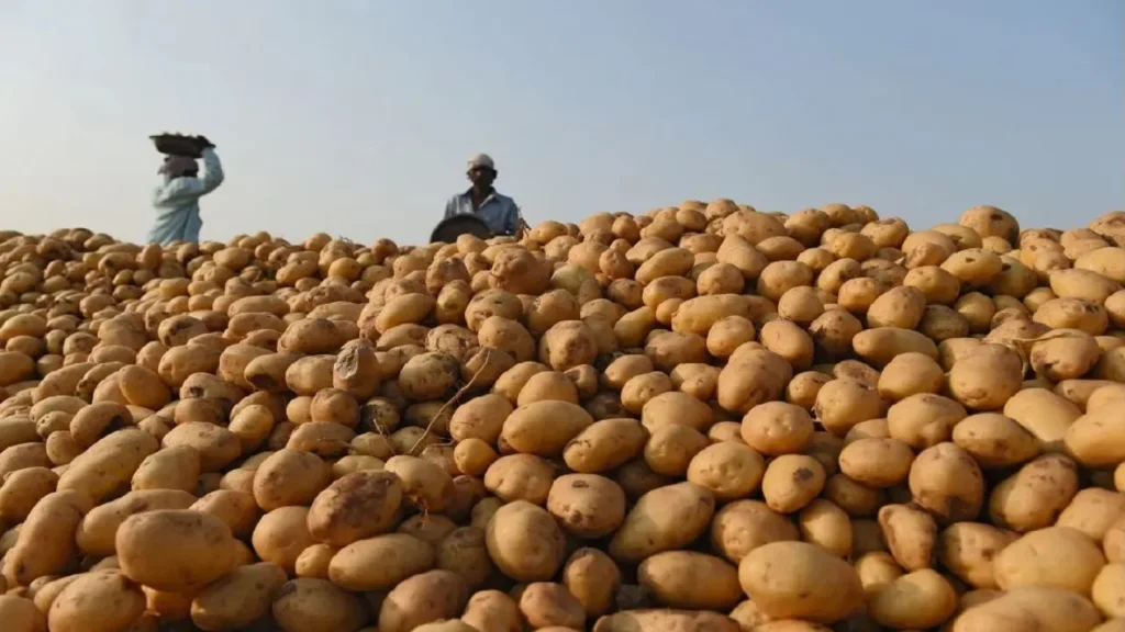 Aalu kisano ko huaa bada nuksaan