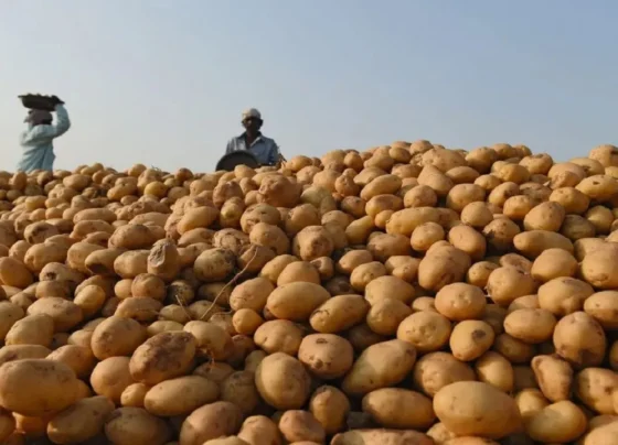 Aalu kisano ko huaa bada nuksaan