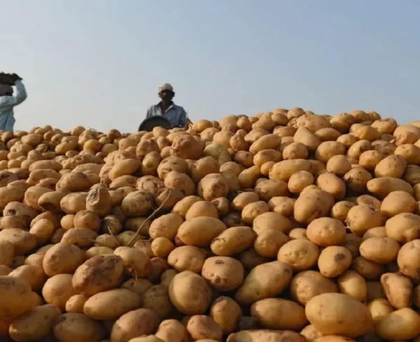 Aalu kisano ko huaa bada nuksaan