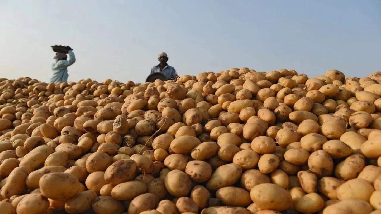 आलू किसानों को भारी नुकसान, 11 रुपये किलो लागत पर मंडी में मिल रहा सिर्फ 7 रुपये तक का भाव Aalu kisano ko huaa bada nuksaan