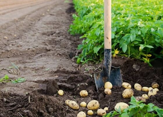 Aalu me fail rahe let blaight roog ka ase kare nivaran