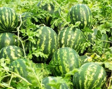 April se kamai suru ,tarbuj ki in kismo ki kare buwai