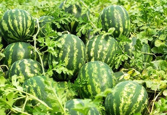 April se kamai suru ,tarbuj ki in kismo ki kare buwai