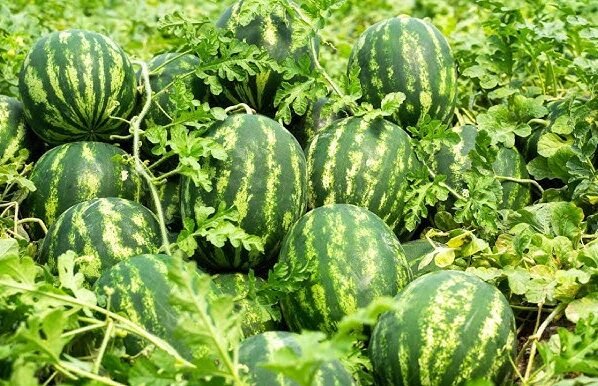 April se kamai suru ,tarbuj ki in kismo ki kare buwai