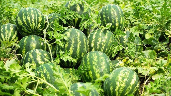 April se kamai suru ,tarbuj ki in kismo ki kare buwai