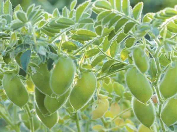 Bajar k mahnege chnae bhil jay,kitchen garden me ugaay postik chana