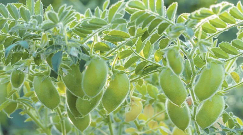 बाजार के महंगे चने भूल जाएं, किचन गार्डन में खुद उगाएं पौष्टिक चना… जानिए पूरी प्रक्रिया Bajar k mahnege chnae bhil jay,kitchen garden me ugaay postik chana