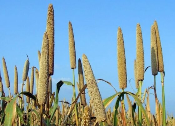 Bajara ki hybrid kism vikshit,ab sukhe me bhi hogi fasal