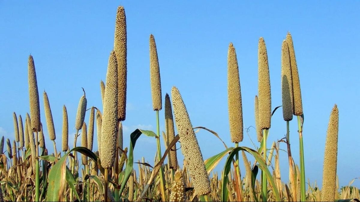 बाजरा की हाइब्रिड किस्म विकसित, अब सूखे में भी लहलहाएगी फसल,28 फीसदी अधिक होगी पैदावार Bajara ki hybrid kism vikshit,ab sukhe me bhi hogi fasal