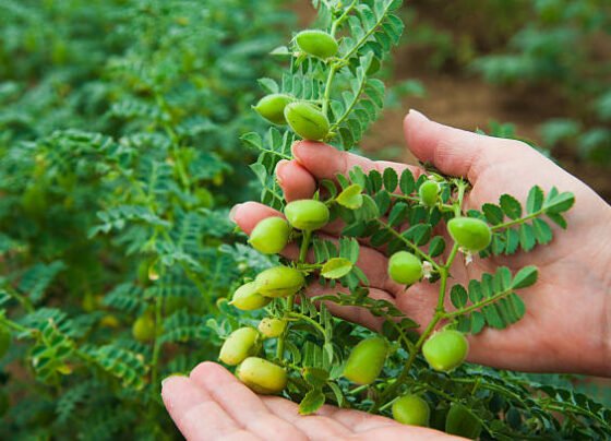 Channe ki fasal me pad rhi illi ka kese kare samadhan