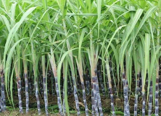 Do aakh wala ganna bone pr double hogi kamai