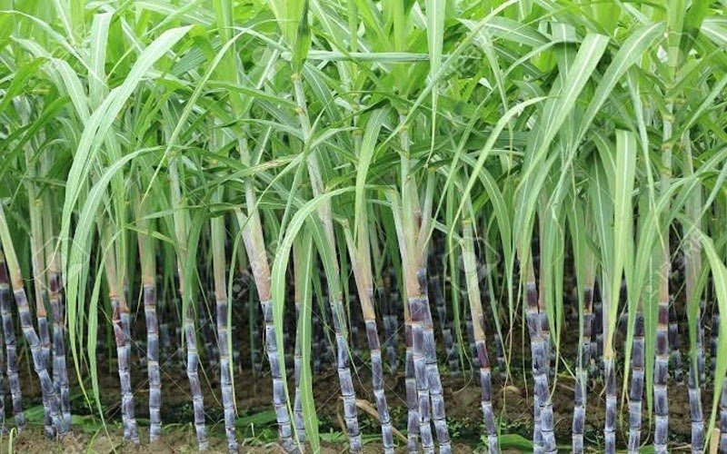 दो आंख वाला गन्ना बोने पर डबल हो सकती है पैदावार, केवल इतने महीने पुराने बीज का करें चयन Do aakh wala ganna bone pr double hogi kamai