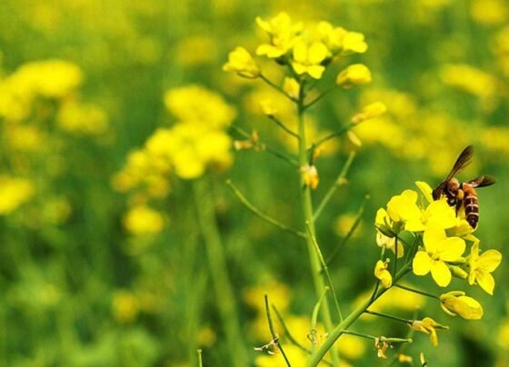 Dupahar me sarso k khat me zink,potash ka kare chidkaav