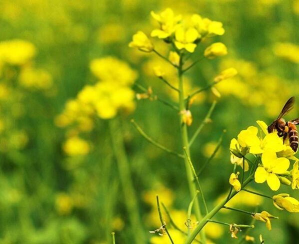 Dupahar me sarso k khat me zink,potash ka kare chidkaav