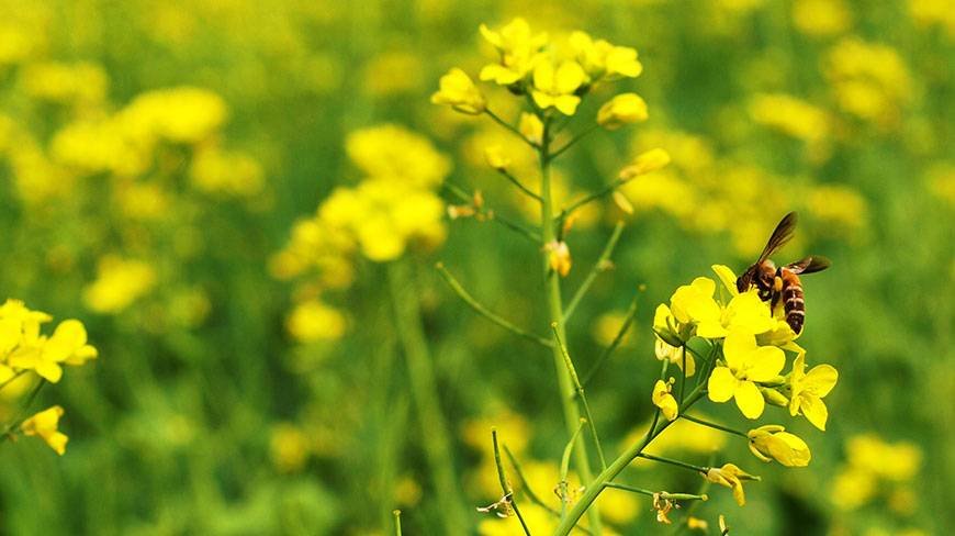 दोपहर को सरसों के खेत में जिंक, पोटाश का करें छिड़काव.. बड़े-बड़े होंगे दाने, खूब निकलेगा तेल Dupahar me sarso k khat me zink,potash ka kare chidkaav