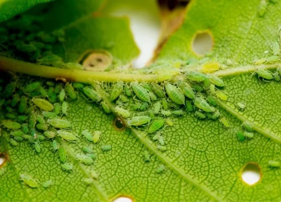 Fasal par kide makode ka hamla ,to ye upaay apnaiye