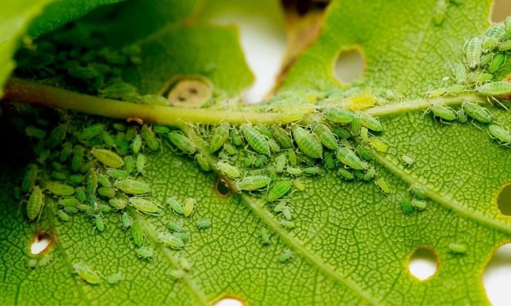 फसल पर कीड़े-मकौड़ों का हमला?तो कीटनाशक नहीं, ये प्राकृतिक तरीके अपनाइए Fasal par kide makode ka hamla ,to ye upaay apnaiye