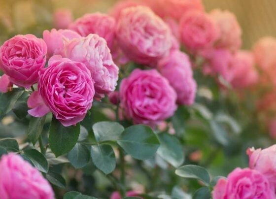 Fulo ki kheti de rahi kisano ko bada munafa