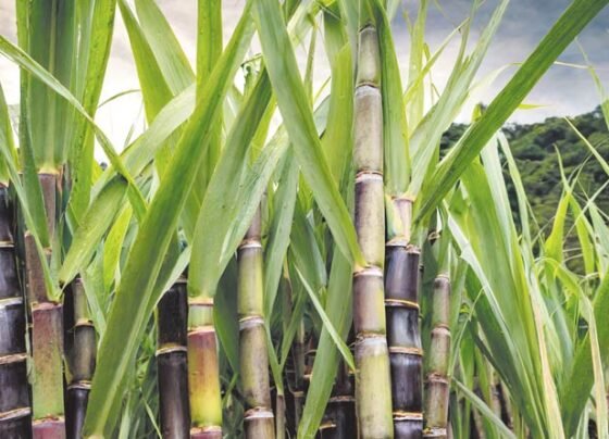 Ganne me ho rhi red rot bimari ka kese kare nivaran